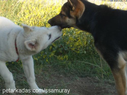 hector Erkek Akita İnu