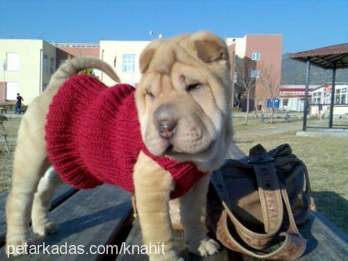 hoşaf Dişi Çin Shar-Pei