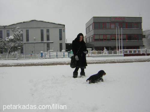 efe Erkek Rottweiler