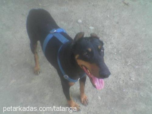 aşk Dişi Doberman Pinscher