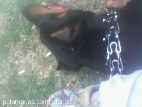 aşk Dişi Doberman Pinscher