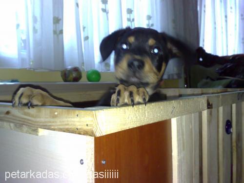 paşa Erkek Rottweiler