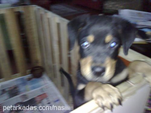 paşa Erkek Rottweiler