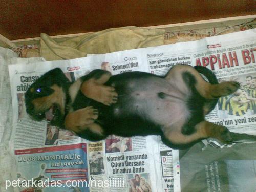 paşa Erkek Rottweiler