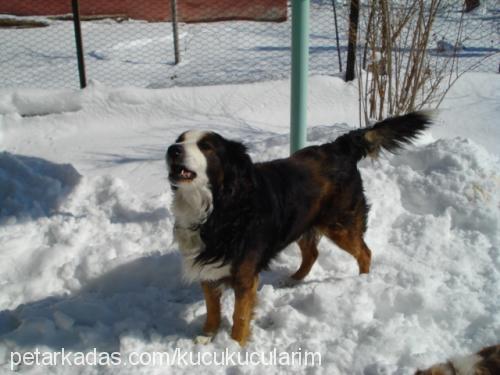 hektor Erkek Bernese Dağ Köpeği