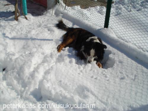 hektor Erkek Bernese Dağ Köpeği