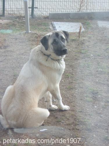 ice Erkek Kangal