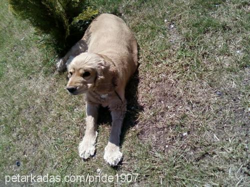 kuki Dişi Amerikan Cocker Spaniel