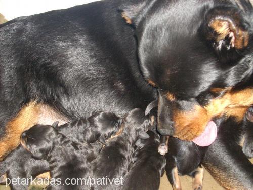 NİDAN Dişi Rottweiler