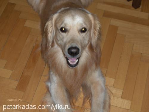 oscar Erkek Golden Retriever