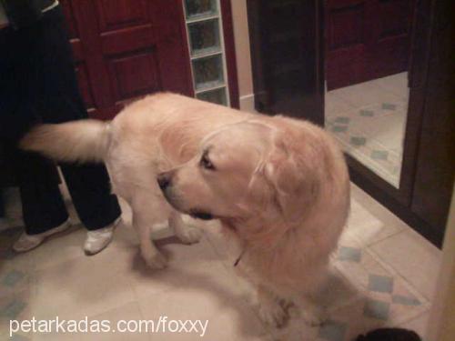 sezar Erkek Golden Retriever