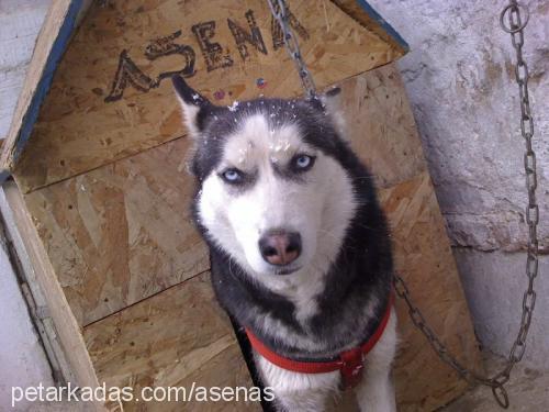 asena Dişi Sibirya Kurdu (Husky)