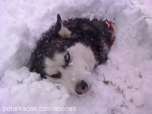 asena Dişi Sibirya Kurdu (Husky)