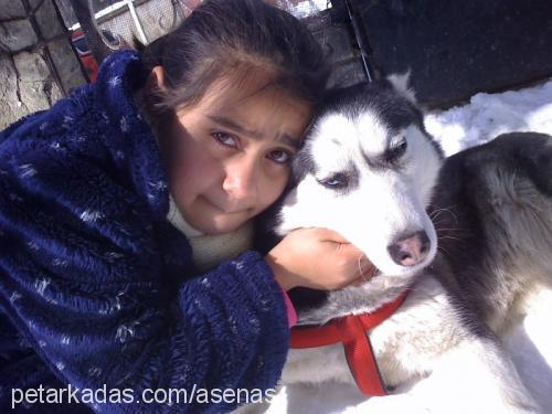 asena Dişi Sibirya Kurdu (Husky)