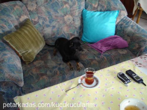 zoro Erkek Minyatür Pinscher