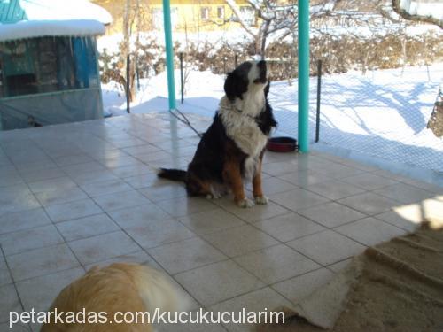 hektor Erkek Bernese Dağ Köpeği