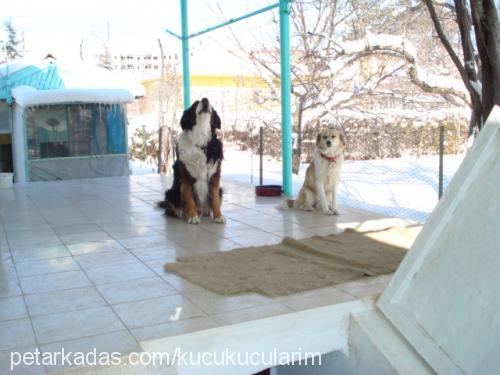 hektor Erkek Bernese Dağ Köpeği