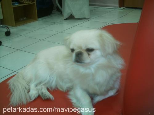 çeyrek Dişi Tibetli Spaniel