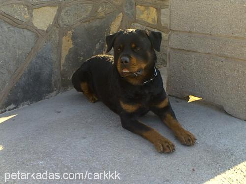 dark Erkek Rottweiler