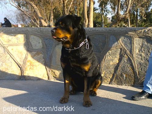 dark Erkek Rottweiler