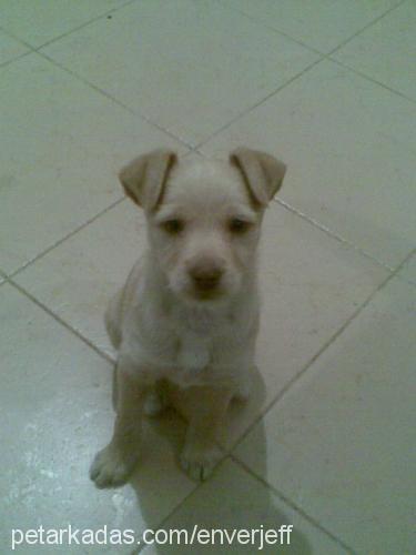 jeff Erkek Lakeland Terrier