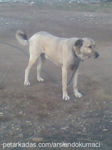 duman Erkek Kangal