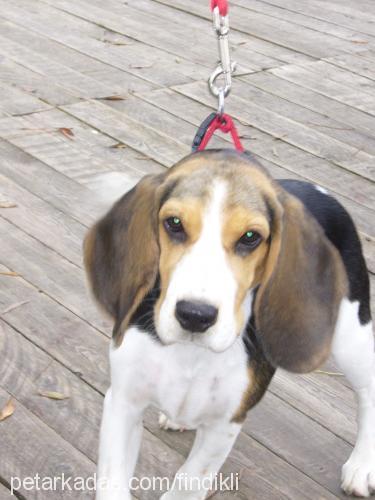 fındık Dişi Beagle