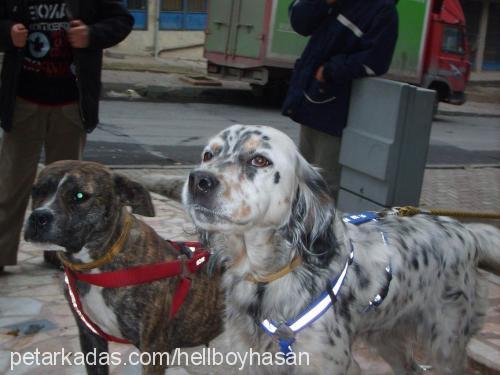 rex Dişi Staffordshire Bull Terrier