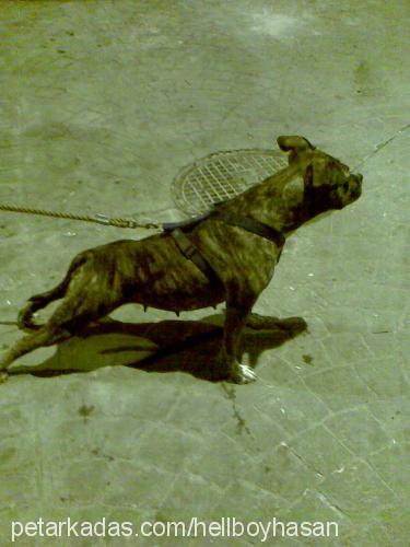 rex Dişi Staffordshire Bull Terrier