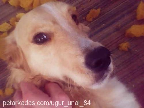 beste Dişi Golden Retriever