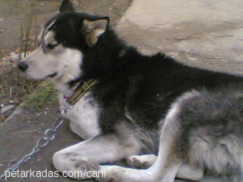 şİla Dişi Sibirya Kurdu (Husky)