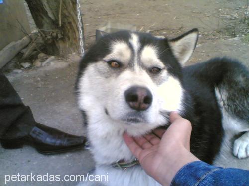 şİla Dişi Sibirya Kurdu (Husky)