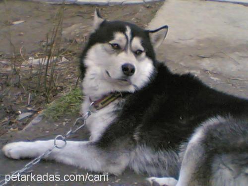 şİla Dişi Sibirya Kurdu (Husky)