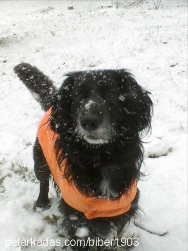 biber Erkek Amerikan Cocker Spaniel