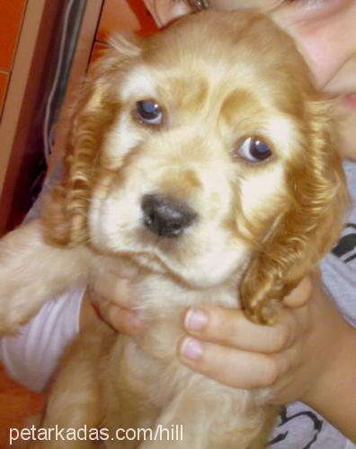 daisy Dişi Amerikan Cocker Spaniel