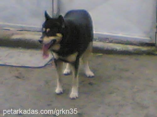 tommy Erkek Sibirya Kurdu (Husky)