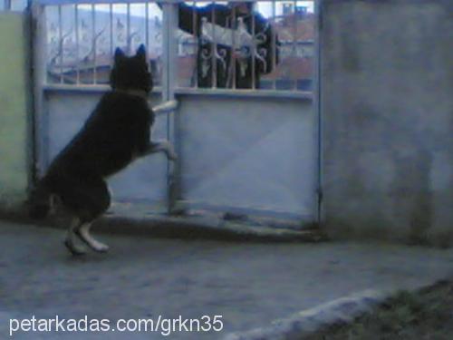 tommy Erkek Sibirya Kurdu (Husky)