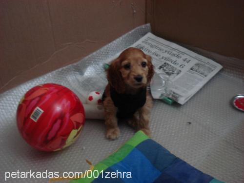 naz Dişi İngiliz Cocker Spaniel