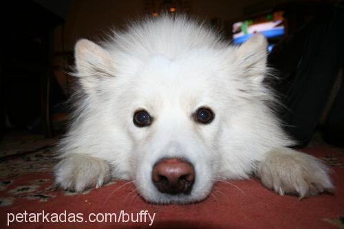 buffy Dişi Samoyed