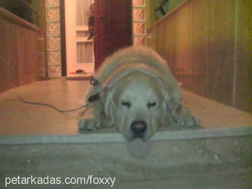 sezar Erkek Golden Retriever