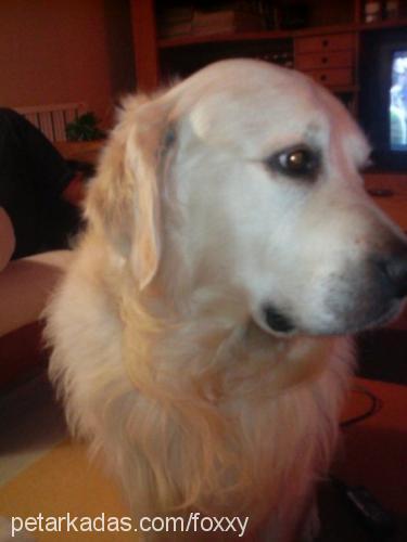 sezar Erkek Golden Retriever