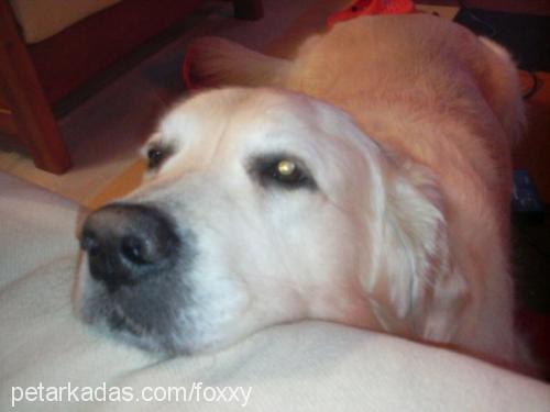 sezar Erkek Golden Retriever