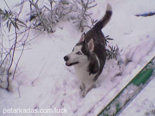 lucky Dişi Sibirya Kurdu (Husky)