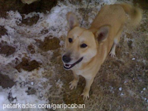 garip Erkek Alman Çoban Köpeği