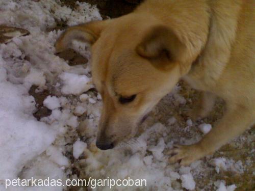 garip Erkek Alman Çoban Köpeği