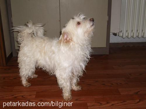 şımarık Dişi Norwich Terrier