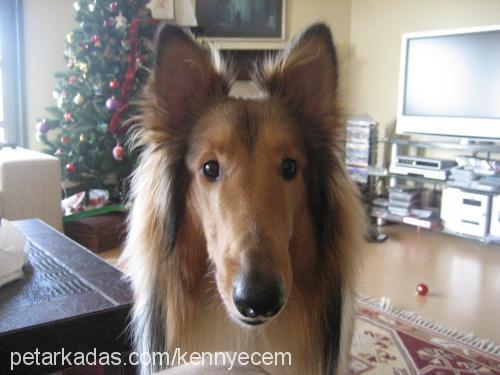 kenny Erkek Collie