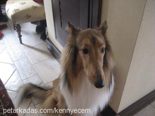 kenny Erkek Collie