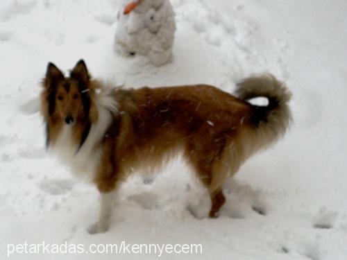 kenny Erkek Collie