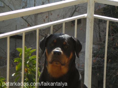 buddy Dişi Rottweiler